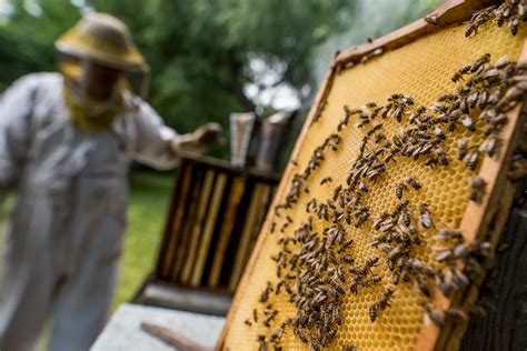 közös méhészeti termékek kezelése