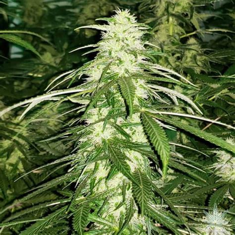 White Russian Strain White Russian Seeds From 6500