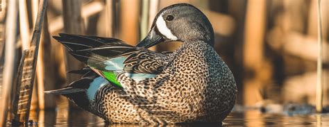 Blue Winged Teal A Waterfowl Species Profile Endless Migration