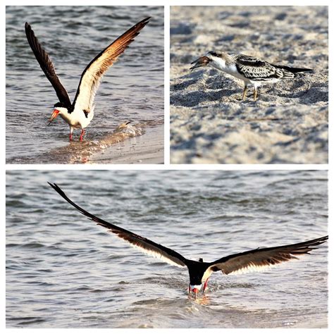 Wrightsville Beach Bird Stewards A Surprise Update On Our Birds