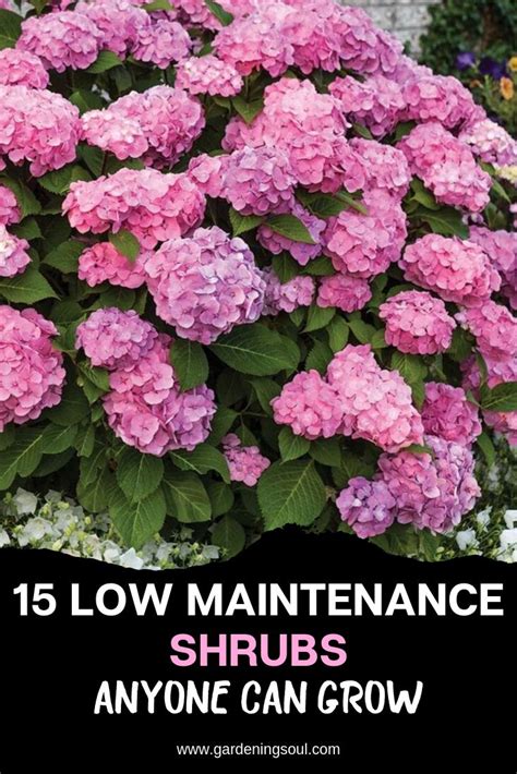15 Low Maintenance Shrubs Anyone Can Grow