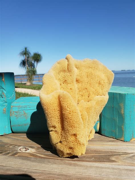 Large Sea Sponge 1pc 79 Display Sponge Sustainably Harvested Free
