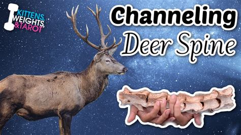 Psychic Channeling A Deer Spine Youtube