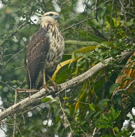 Great Black Hawk Juvenile Birdforum