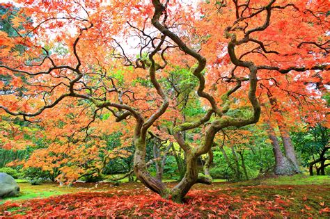 Why The Japanese Maple Is A Must Have For Any Foliage Loving Gardener