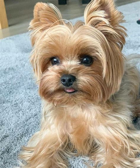 Jasper is the yorkie poo you have been looking for. How Much Are Yorkie Puppies - Pets Ideas