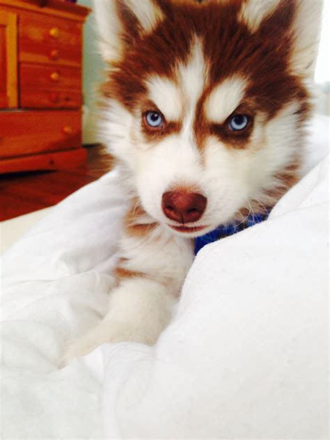 Red Siberian Huskies Puppies Four Blue Eyed Copper And Light Red