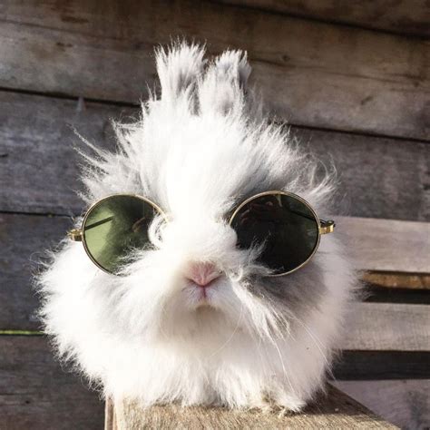 Worlds Coolest Bunnies Wearing Sunglasses