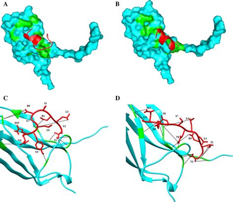 Positioning Of A Pep1 B Pep2 On The Trkb Cyan And Hydrogen Bonds Of