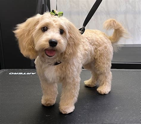 Saddleworth Dog Groomers - Oldham Pet Grooming