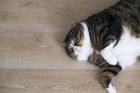 Why do some cats lie on their back? Fat Cat Tuesday: Huge CEO salaries aren't about greed ...