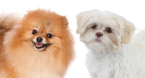 We did not find results for: Pomeranian Shih Tzu Mix - Meet The Shiranian