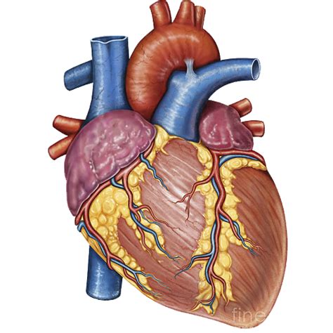 A Drawing Of The Human Heart On A Transparent Background Hd Png