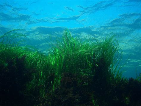 Plants Protecting Against Pathogens Seagrass Meadows