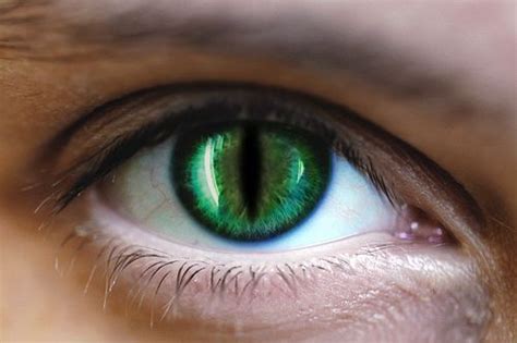 HEEY look I found the cat people's eyes! That would make ...