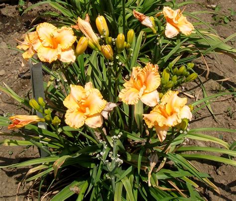 Plant Preview Companion Planting With Daylilies