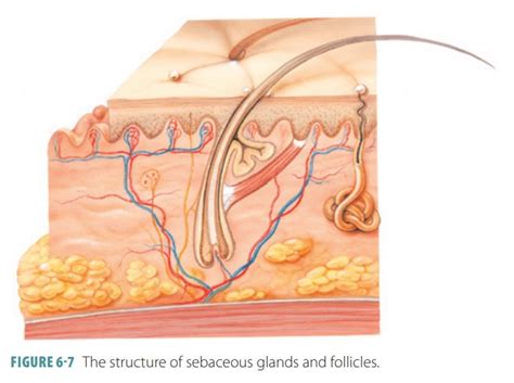 Glands In The Skin Sebaceous And Sweat Glands Structure Anatomy