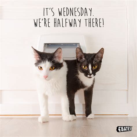 Ebates Cats Cats And Kittens Happy Wednesday