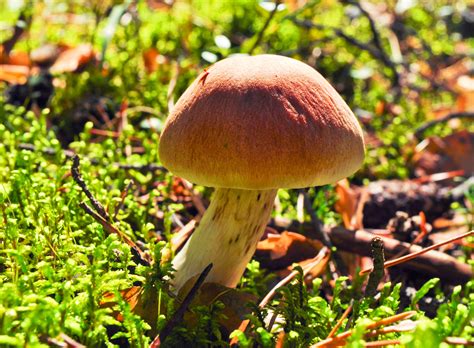Beautiful Mushroom Free Stock Photo Public Domain Pictures