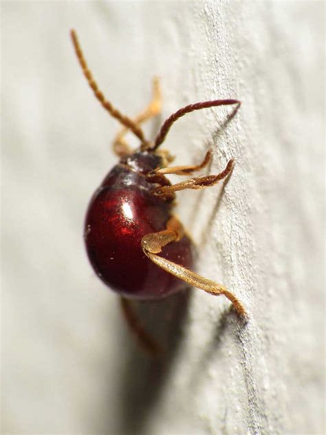 5 Facts About Spider Beetles Ehrlich Pest Control Blog