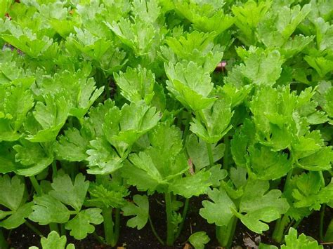 Growing Leafy Greens In Containers A Full Guide