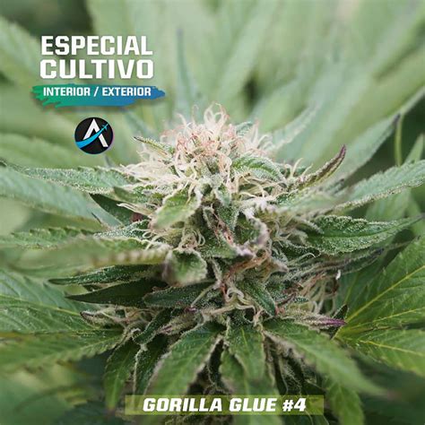 Gorilla Glue Auto Bsf Seeds Autoflorecientes Argentina 2023