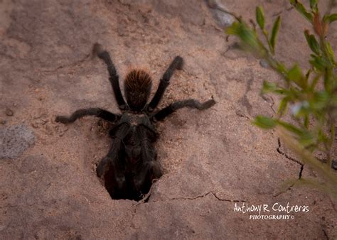We provide professional pest control glendale az! About Tarantulas In Arizona | Pest Control Glendale AZ
