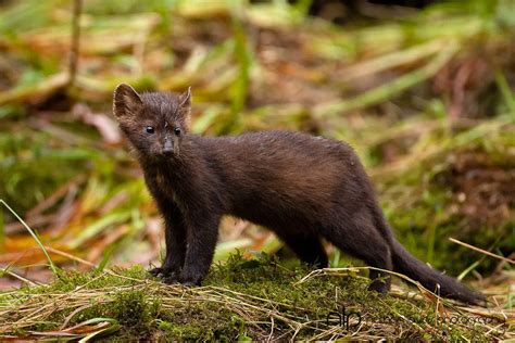 Pine Marten Standing On Grass Shoreline Looking For Salmon Carcasses