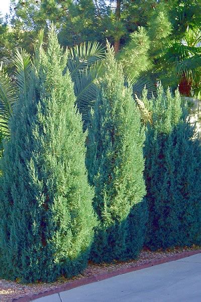 Buy Blue Point Juniper For Sale Online From Wilson Bros Gardens