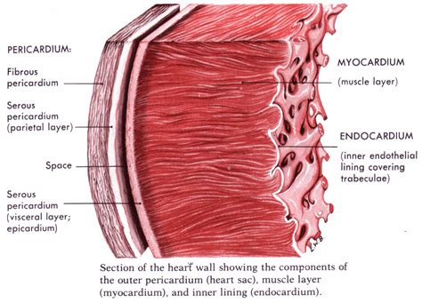 Which Is The Cardiac Muscle Layer Of The Heart Socratic