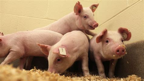 Genetically Engineered Animals Could Be Coming To A Plate Near You