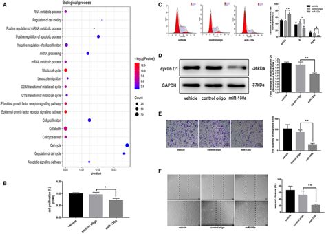 mir‐130a suppressed vsmc migration and proliferation a bubble plot of download scientific