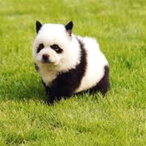 Chow Chow Panda Puppy One Day I Will Have One Panda Dog Panda Puppy