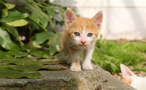 Coco is also easier for a dog to remember. The Top 105 Cat Names that Start with "C" for 2019 | The ...