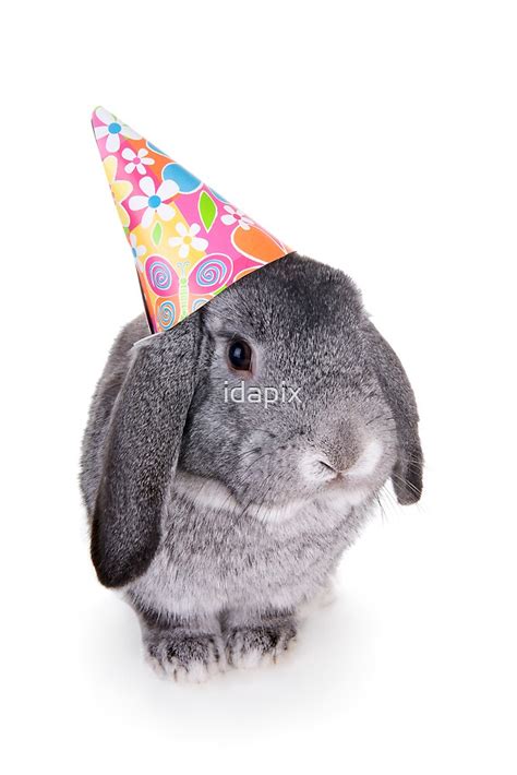 Birthday Rabbit By Idapix Redbubble