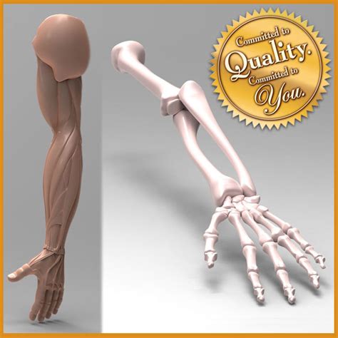 These bones form joints that provide a wide range of motion and flexibility needed to manipulate objects deftly with the arm and hand. human arm anatomy combo 3d 3ds