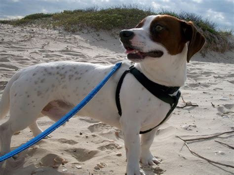 Bagel Byte - Available for Adoption in TX | Blue Dog Rescue