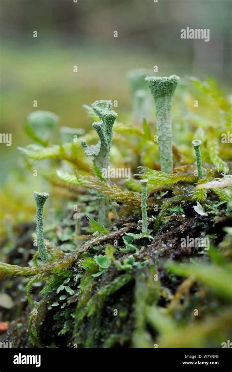 Pixie Cup Lichen Cladonia Fimbriata With Spore Forming Reproductive