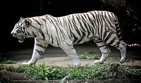 White Tiger Facts White Tiger Habitat And Diet