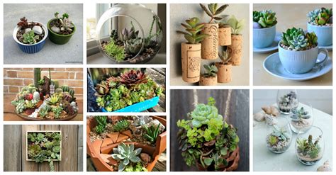 Stunning Mini Succulent Gardens That You Would Love To Have