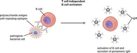 Activation Of B Cells To Make Antibody Everschool