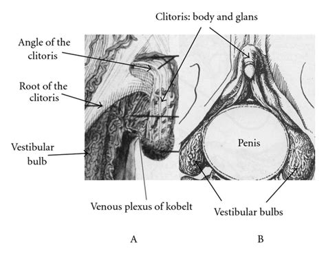 Figure Anatomy Of The Clitoris Revision And Clarifications About
