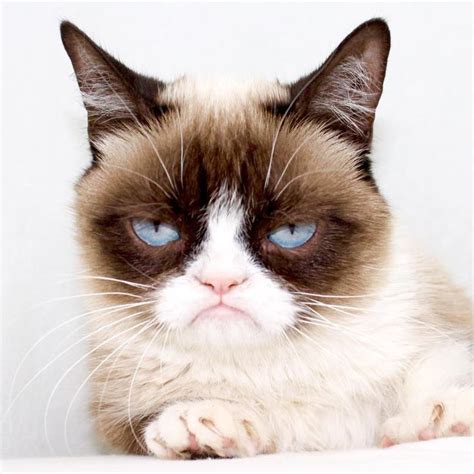 Mobile Uploads The Official Grumpy Cat Grumpy Cat Grumpy Cat Humor