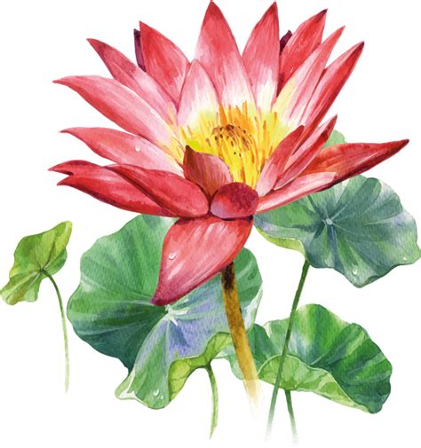 Lotus Watercolour Flower Wall Decor Tenstickers