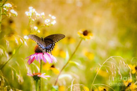 Butterfly And Wildflowers Photograph By Warrena J Barnerd Fine Art