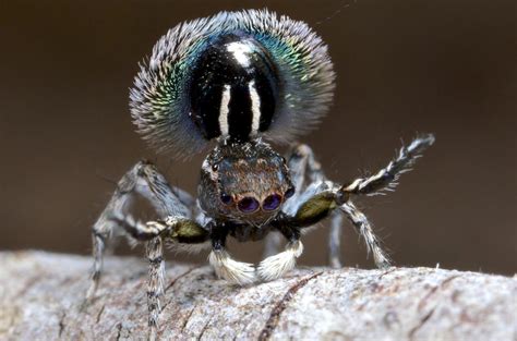 These Jumping Spiders From The Land Down Under Really Know How To Flaunt Their Beauty Cbs News