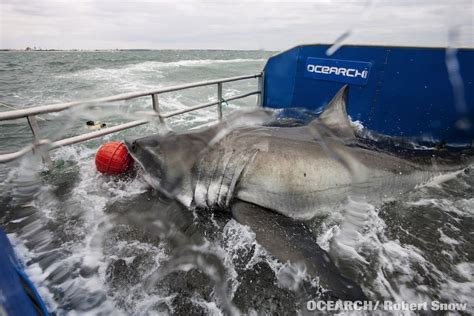 2 000 Pound Great White Shark Tagged And Tracked Live Science
