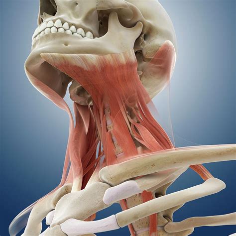 Neck Muscles Photograph By Springer Medizin Science Photo Library Pixels