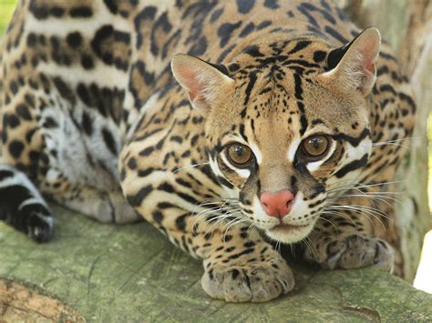 Are Ocelots Real