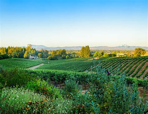 Estate Vineyards | Lynmar Estate